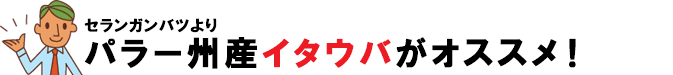 セランガンバツ(イエローバラウ、バンキライ、バラウ、バツー)よりもイタウバがおすすめ~セランガンバツ(イエローバラウ、バンキライ、バラウ、バツー)はウッドデッキ材料に適している?を徹底比較調査セランガンバツの特徴・販売