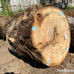 ハードウッドプロの枕木「ピキア Piquia」